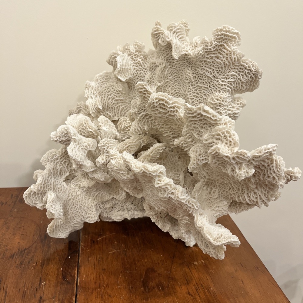 Huge Natural Lettuce Coral Skeleton Reef Specimen Coastal Shelf Decor 14x10.5x8"